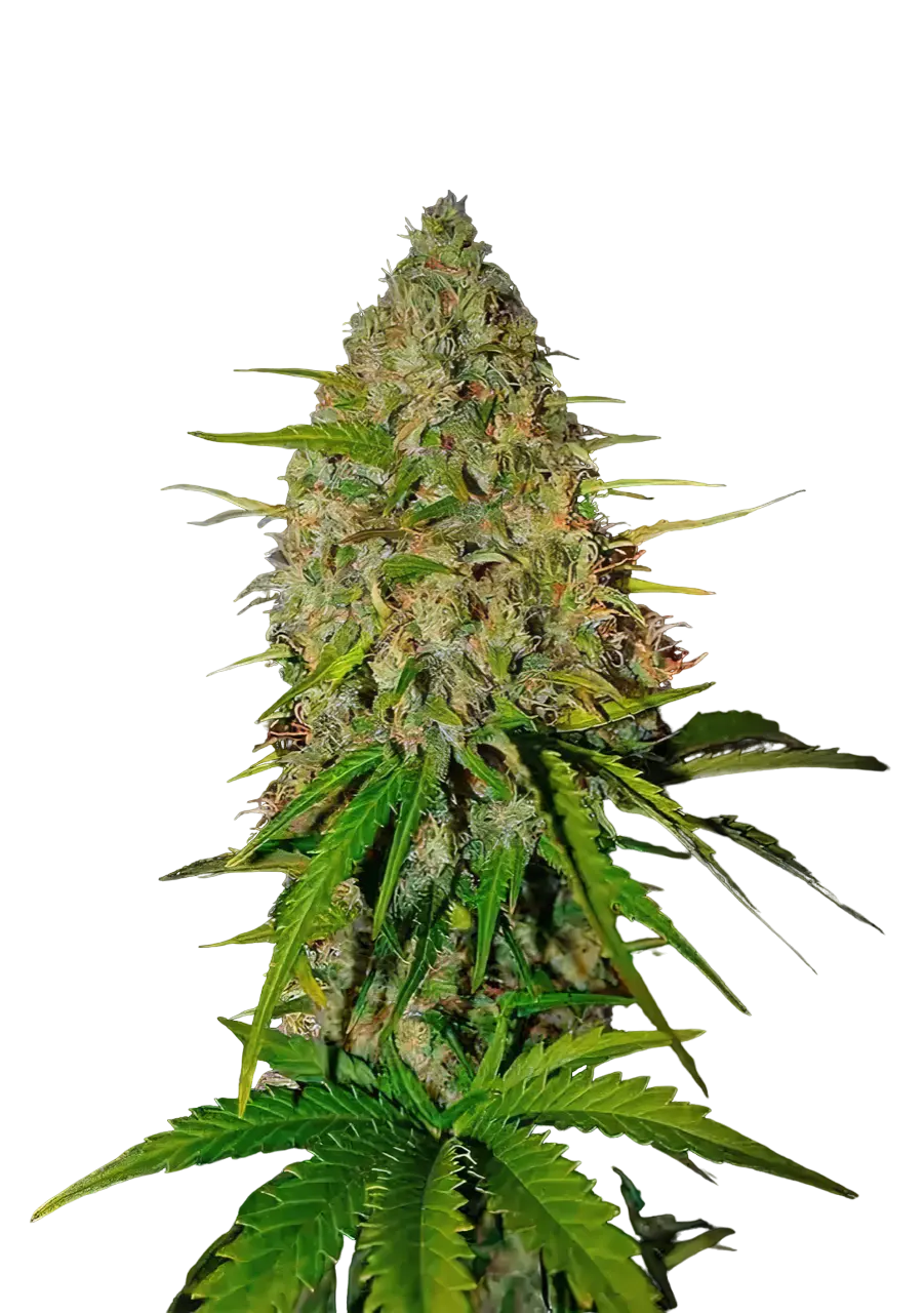 Royal Highness Cannabis Seeds