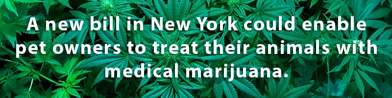 new york pet medical pot