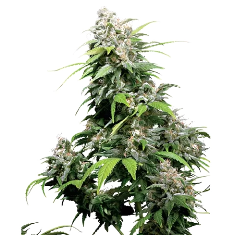 Alpine Star Cannabis Seeds