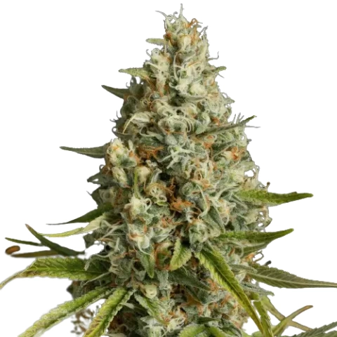 Amnesia Lemon cannabis seeds