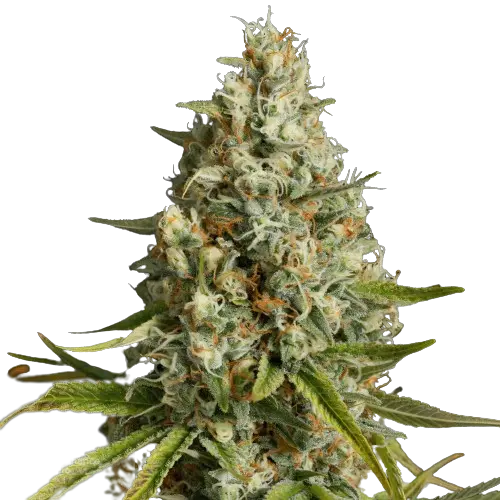 Amnesia Lemon cannabis seeds