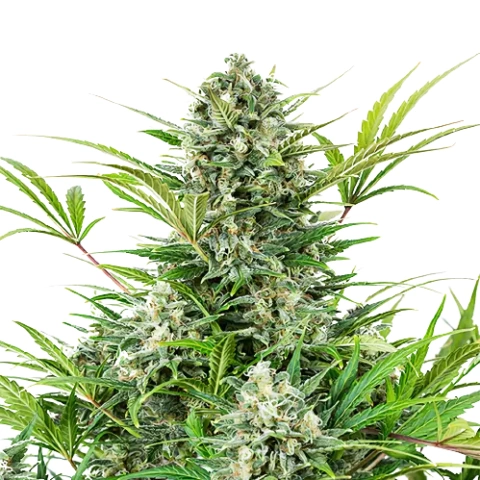 Anonymous OG cannabis seeds