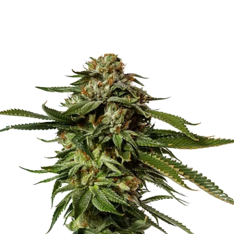 aurora borealis cannabis seeds