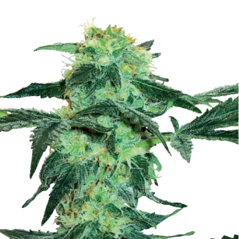 Black Tuna Cannabis Seeds