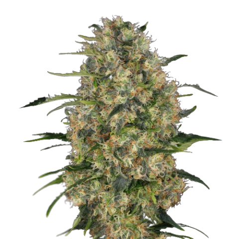 Black Domina Cannabis Seeds