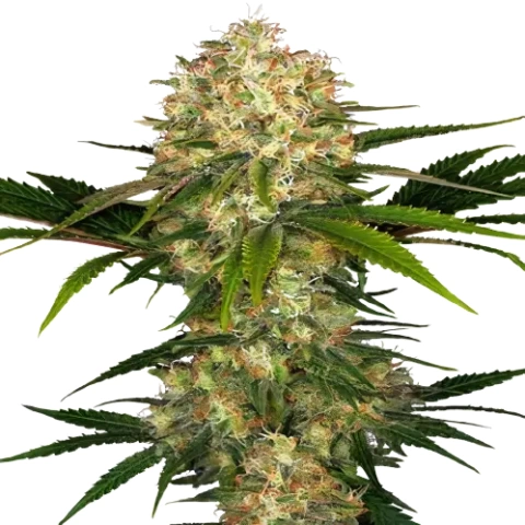 Blue Afghani Cannabis Seeds