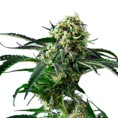Blue Diesel Cannabis Seeds
