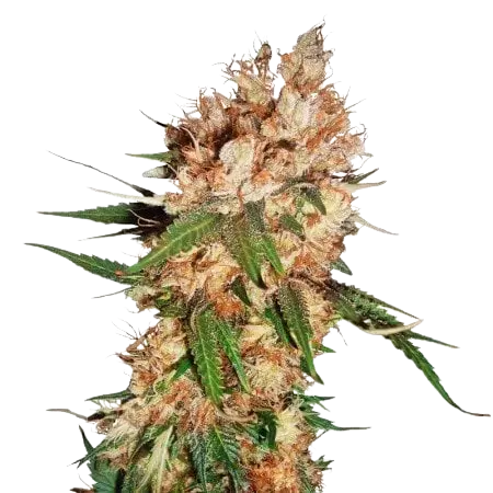 Blue God Cannabis Seeds