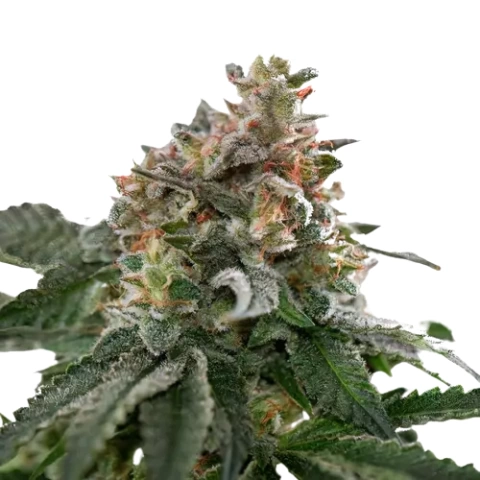 Blue Goo cannabis seeds