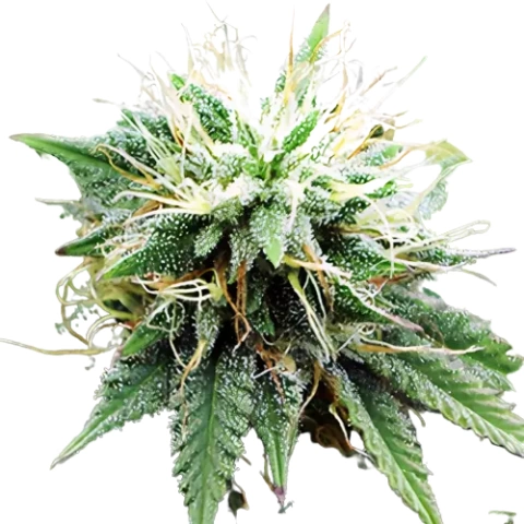 Blue Lights Cannabis Seeds
