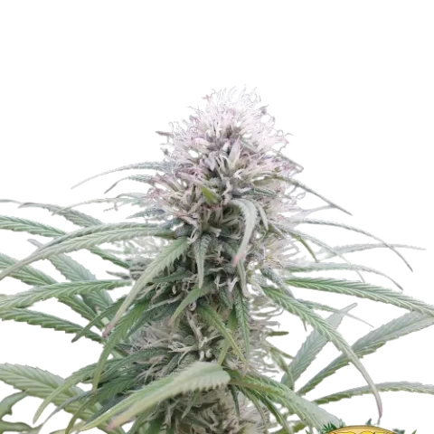 Brains Damage Cannabis Seeds