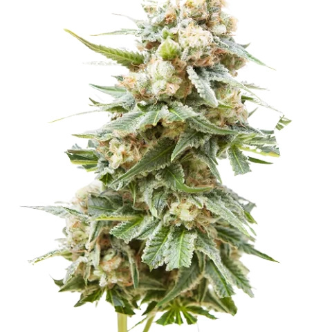 Burkle Cannabis Seeds