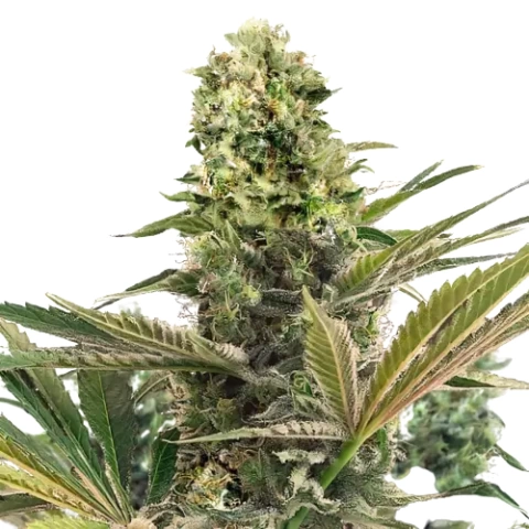 CBD Caramel Cannabis Seeds