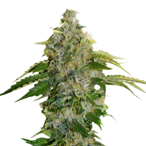 CBD Critical Cure Cannabis Seeds