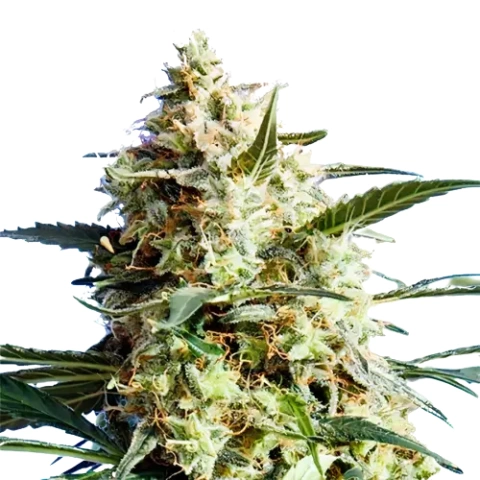 CBD Mango Haze Cannabis Seeds