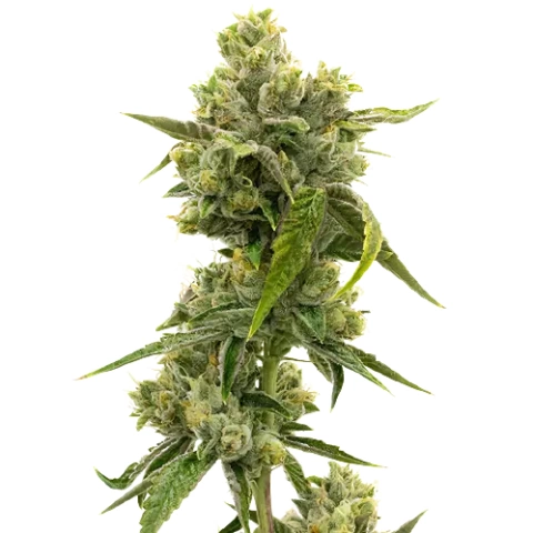 CHR Super OG Cannabis Seeds