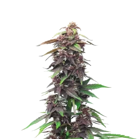 Candy Cane cannabis seeds