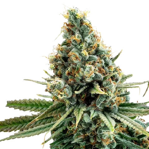 Cascadia Kush Cannabis Seeds