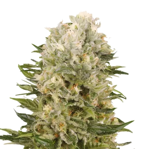 Chem Scout Cannabis Seeds