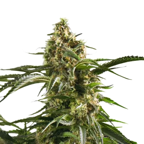 Cherry AK-47 Cannabis Seeds