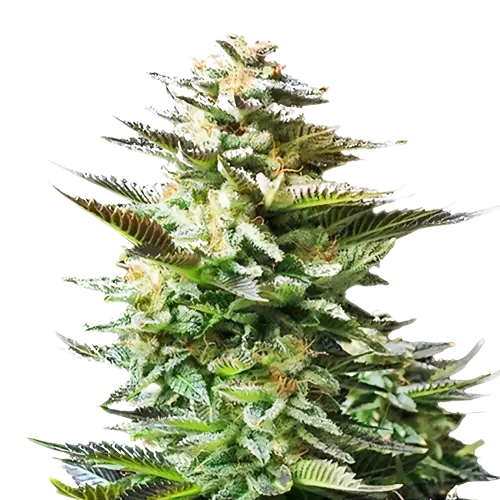 Chiesel cannabis seeds