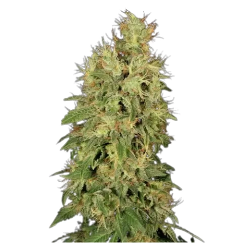 Chronic Cannabis Seeds