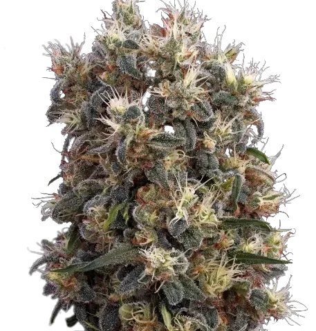 Church OG cannabis seeds