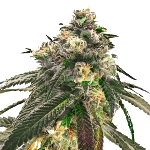 Critical Fast Bud Cannabis Seeds
