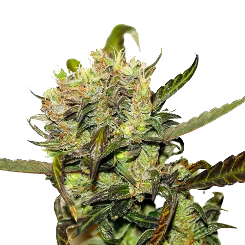 Crown OG Cannabis Seeds
