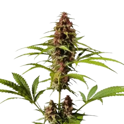 DJ Short Blueberry Cannabis Seeds