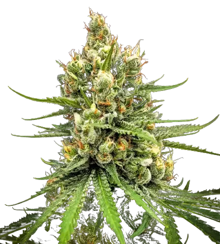 Dairy Queen Cannabis Seeds