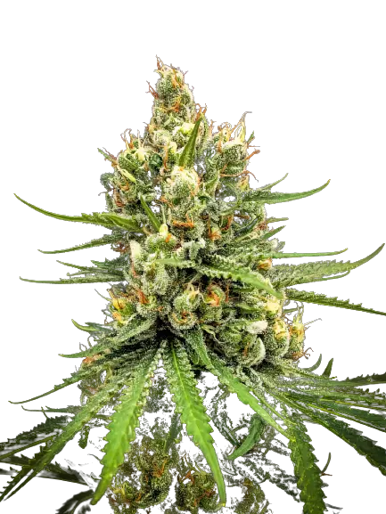 Dairy Queen Cannabis Seeds