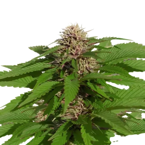 Danky Doodle Cannabis Seeds