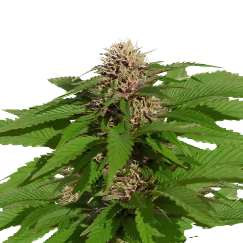 Danky Doodle Cannabis Seeds