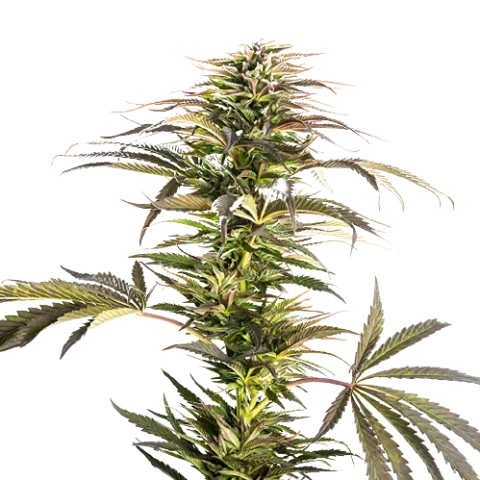 Diablo Cannabis Seeds