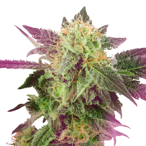 Double Purple Doja Cannabis Seeds