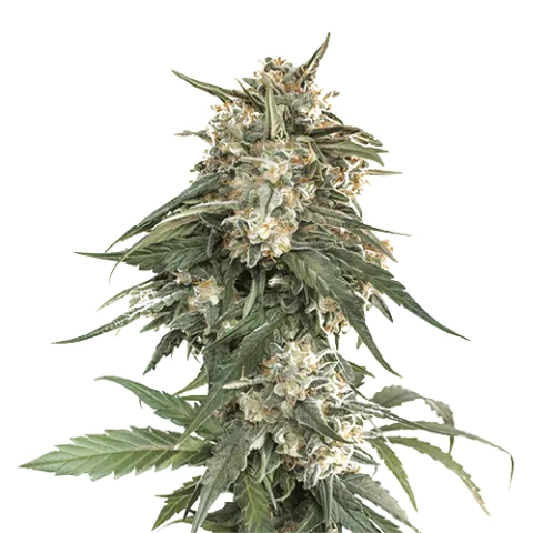 Enemy of the State Cannabis Seeds