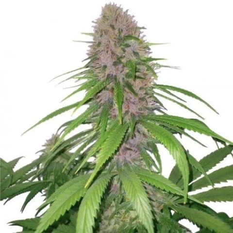 Euforia Cannabis Seeds