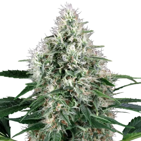 Fire OG Cannabis Seeds