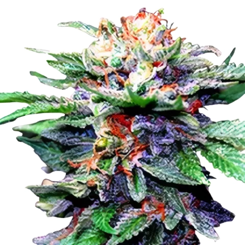 Fruity Chronic Juice Cannabis Seeds