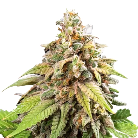 Galactic Jack Cannabis Seeds