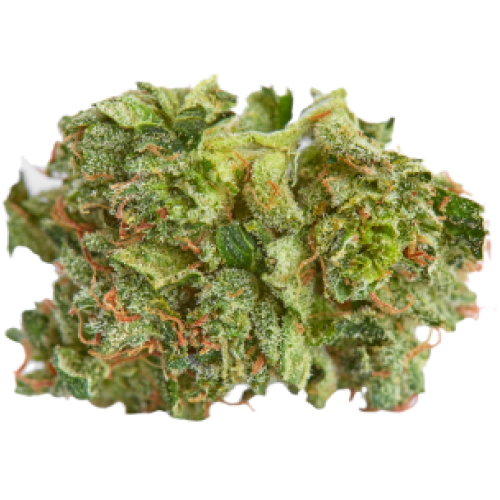 Gobbstopper Cannabis Seeds - Image 2