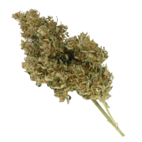 God Bud Cannabis Seeds - Image 2
