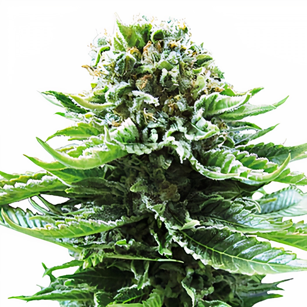 Grand Hindu Cannabis Seeds