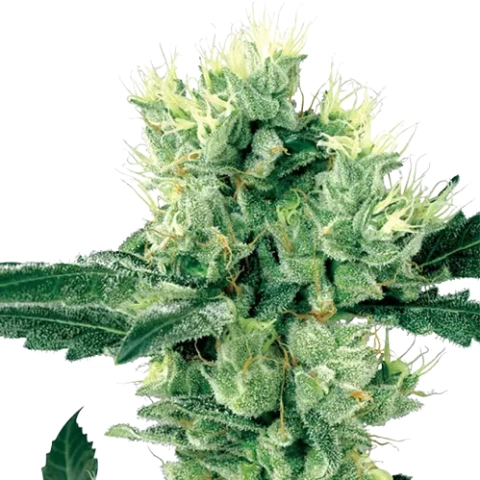Grape Valley Kush Cannabis Seeds