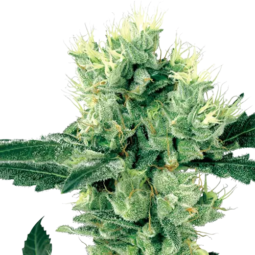 Grape Valley Kush Cannabis Seeds