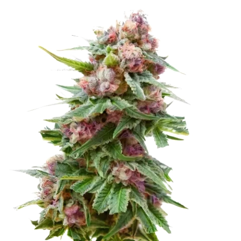 Grapefruit Kush Cannabis Seeds
