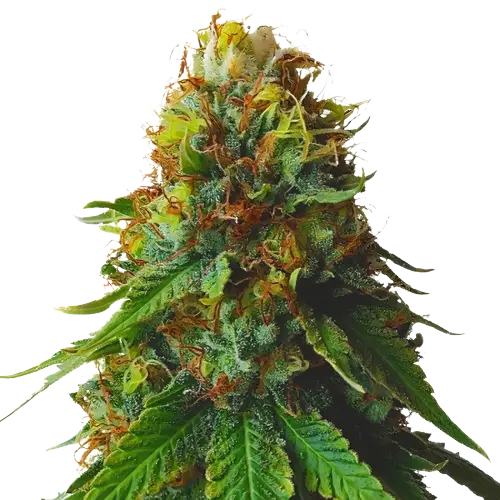 Green Goblin Cannabis Seeds