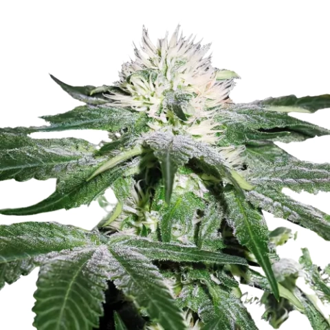 Green Ribbon Cannabis Seeds