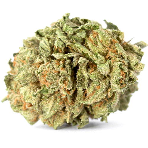 Gutbuster Cannabis Seeds - Image 2